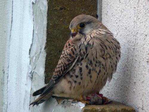 falco tinnunculus