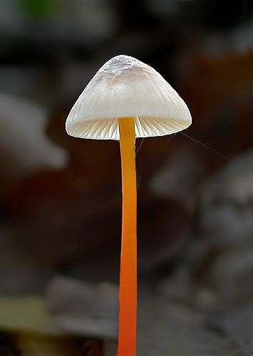 prilbička šafránová / helmovka šafránová