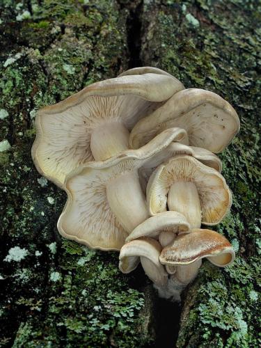 strmuľkovec drevný / strmělka dřevní