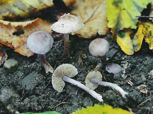 vláknica hlinovolupeňová fialová / vláknice zemní fialová