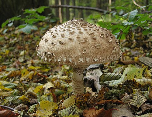 bedľa vysoká / bedla vysoká