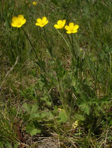 iskerník hľuznatý