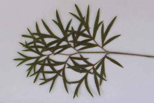 poniklec veľkokvetý