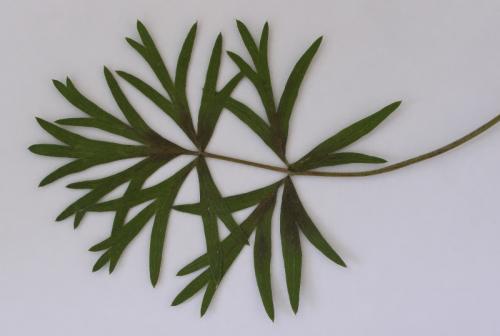 poniklec prostredný