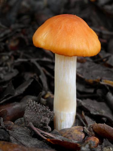 šťavnačka hájová / šťavnatka hajní