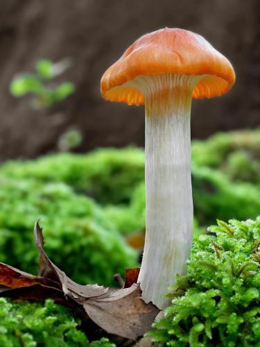 šťavnačka hájová / šťavnatka hajní