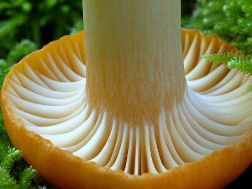 šťavnačka hájová / šťavnatka hajní