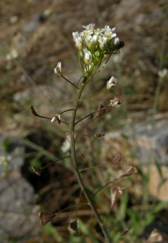 Capsella bursa-pastoris