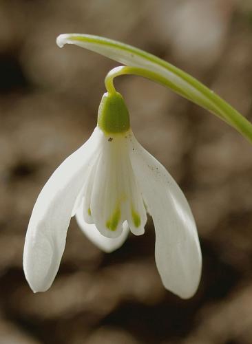 Galanthus nivalis