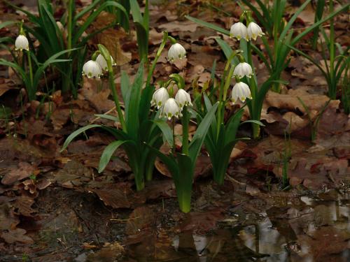 Leucojum vernum subsp. carpaticum