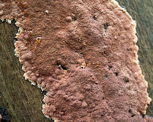 drevovček / dřevomor oranžový