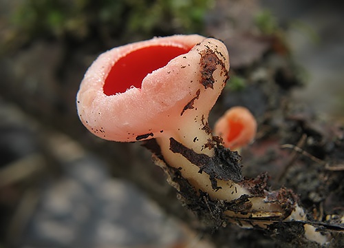 ohnivec rakúsky / ohnivec rakouský