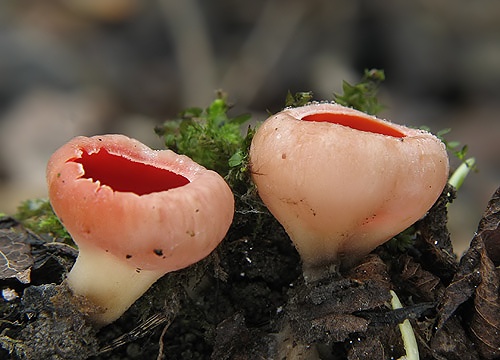 ohnivec rakúsky / ohnivec rakouský