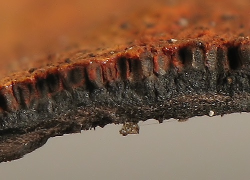 drevovček / dřevomor oranžový