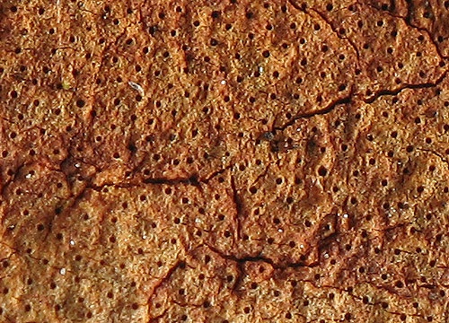 drevovček / dřevomor oranžový