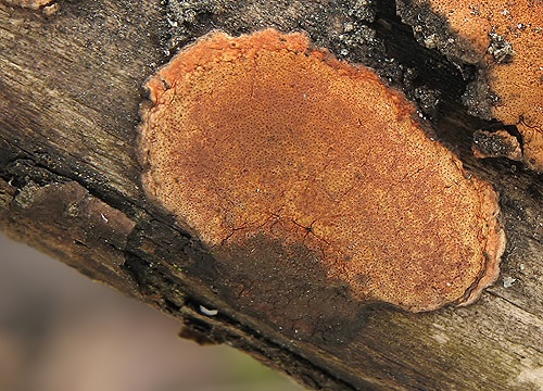 drevovček / dřevomor oranžový