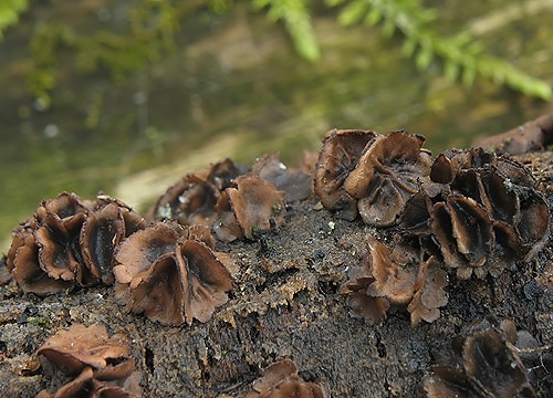 dutinovka lužná / kornice svazčitá