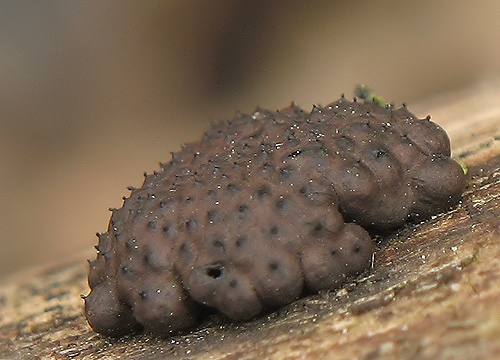 drevovček mnohotvarý / dřevomor mnohotvarý