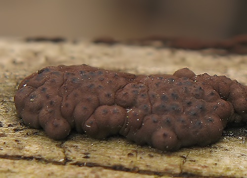 drevovček mnohotvarý / dřevomor mnohotvarý