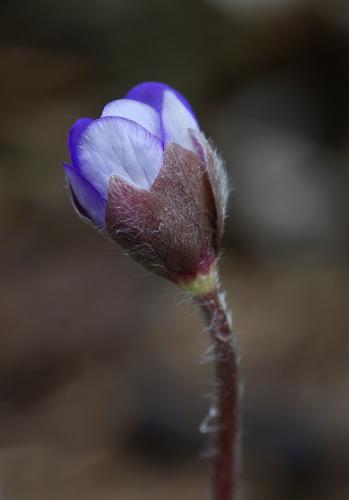 pečeňovník trojlaločný