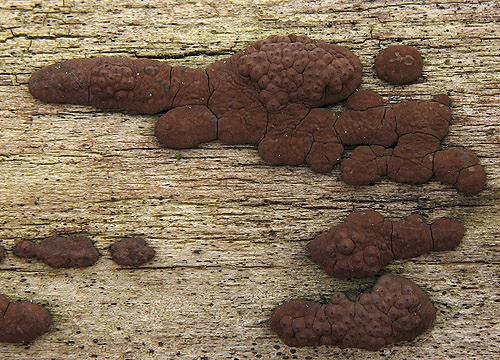 drevovček mnohotvarý / dřevomor mnohotvarý