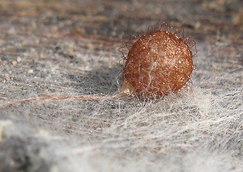 Ero sp.
