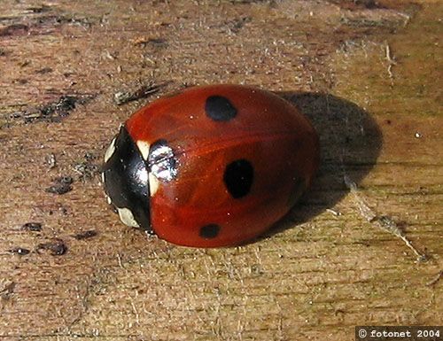 lienka sedembodková