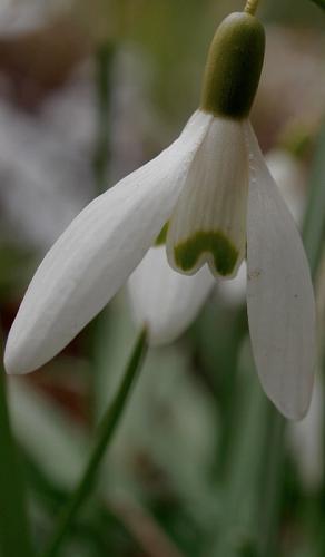 Galanthus nivalis