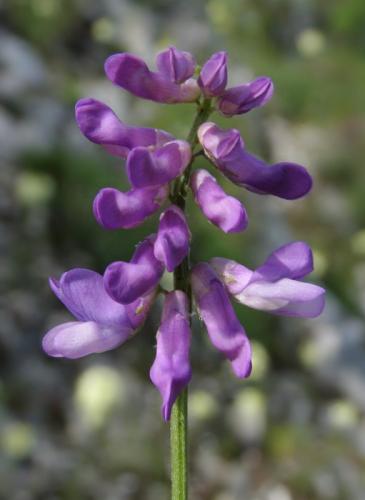 Vicia oreophila