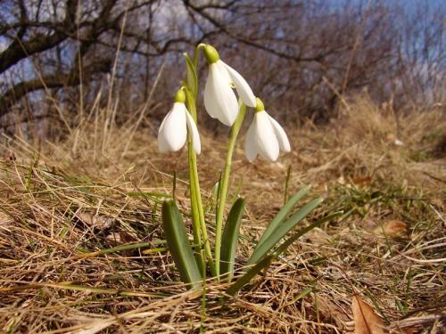 snežienka jarná