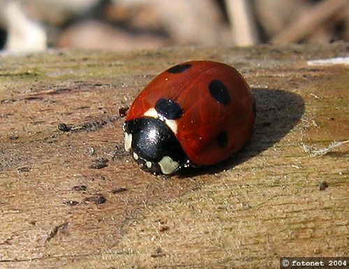lienka sedembodková