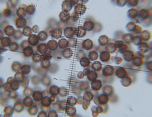 hviezdovka štvorcípová / hvězdovka smrková