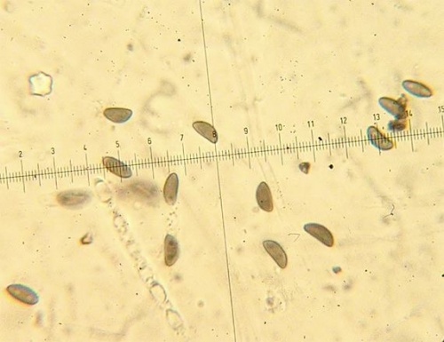 drevovček mnohotvarý