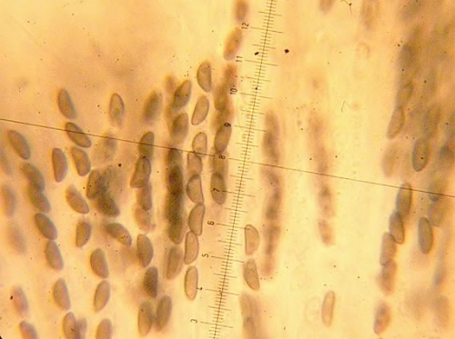 drevovček mnohotvarý