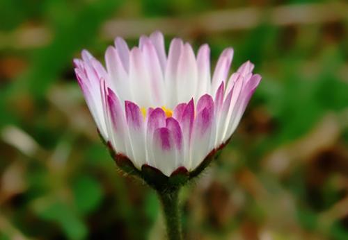 Bellis perennis