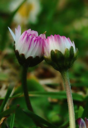 Bellis perennis