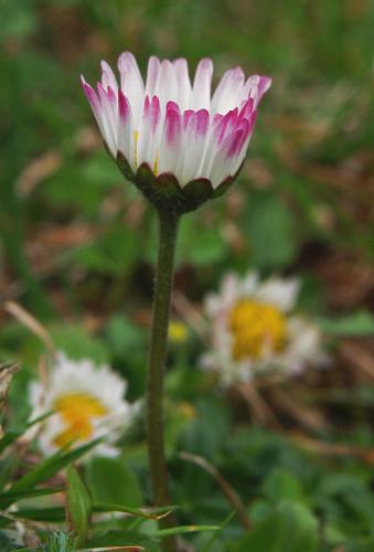 Bellis perennis