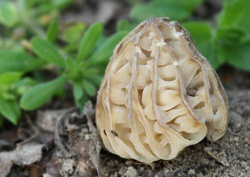 smrčok hybridný / smrž polovolný