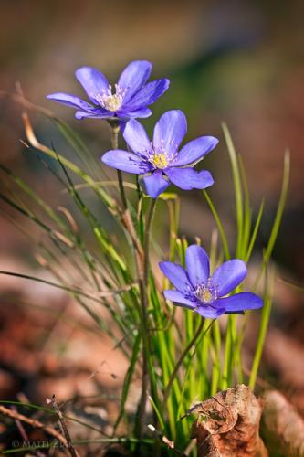 Pečeňovník trojlaločný