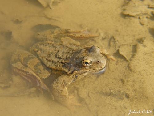 Rana temporaria