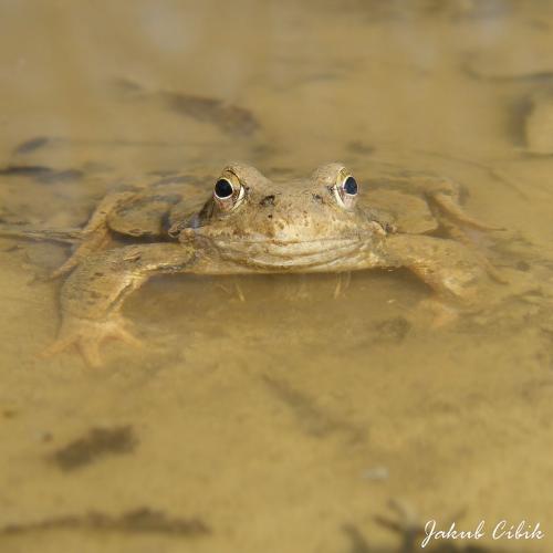 Rana temporaria