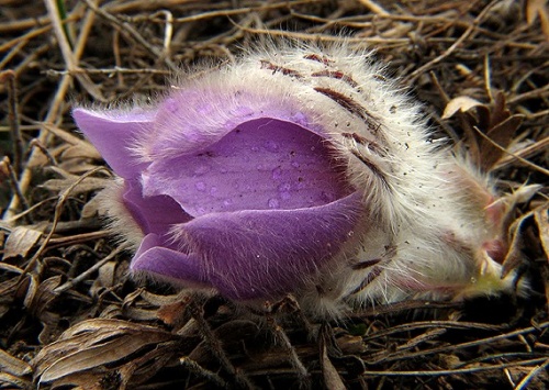 poniklec veľkokvetý