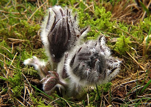 poniklec lúčny český