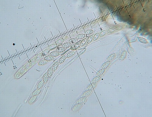 tanierovka oranžová / mísenka oranžová