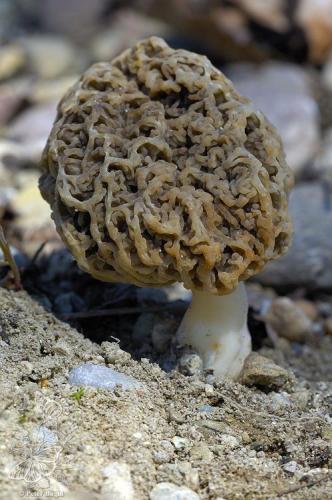 smrčok obyčajný / smrž jedlý