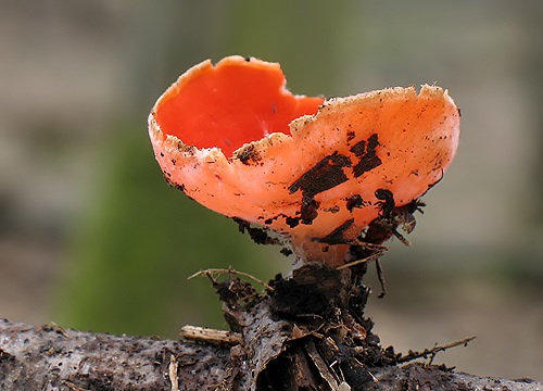 ohnivec šarlátový / ohnivec šarlatový