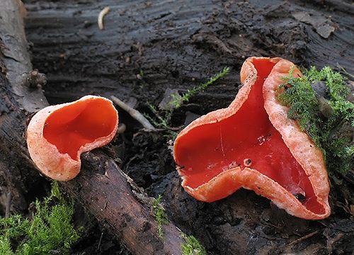 ohnivec šarlátový / ohnivec šarlatový