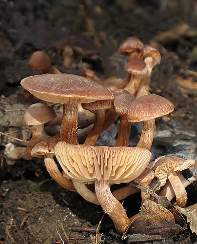 smeťovka zimná / kržatka Romagnesiho