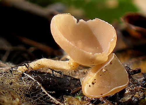 jahňadka obyčajná / jehnědka olšová