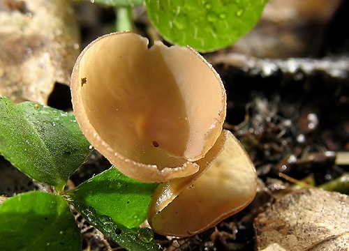 jahňadka obyčajná / jehnědka olšová